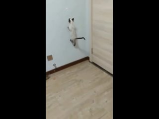 spider cat