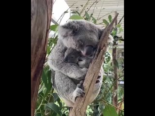 i want to be a koala