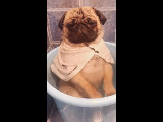 my dog ​​takes a bath